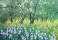 Iris und Olivenbäume